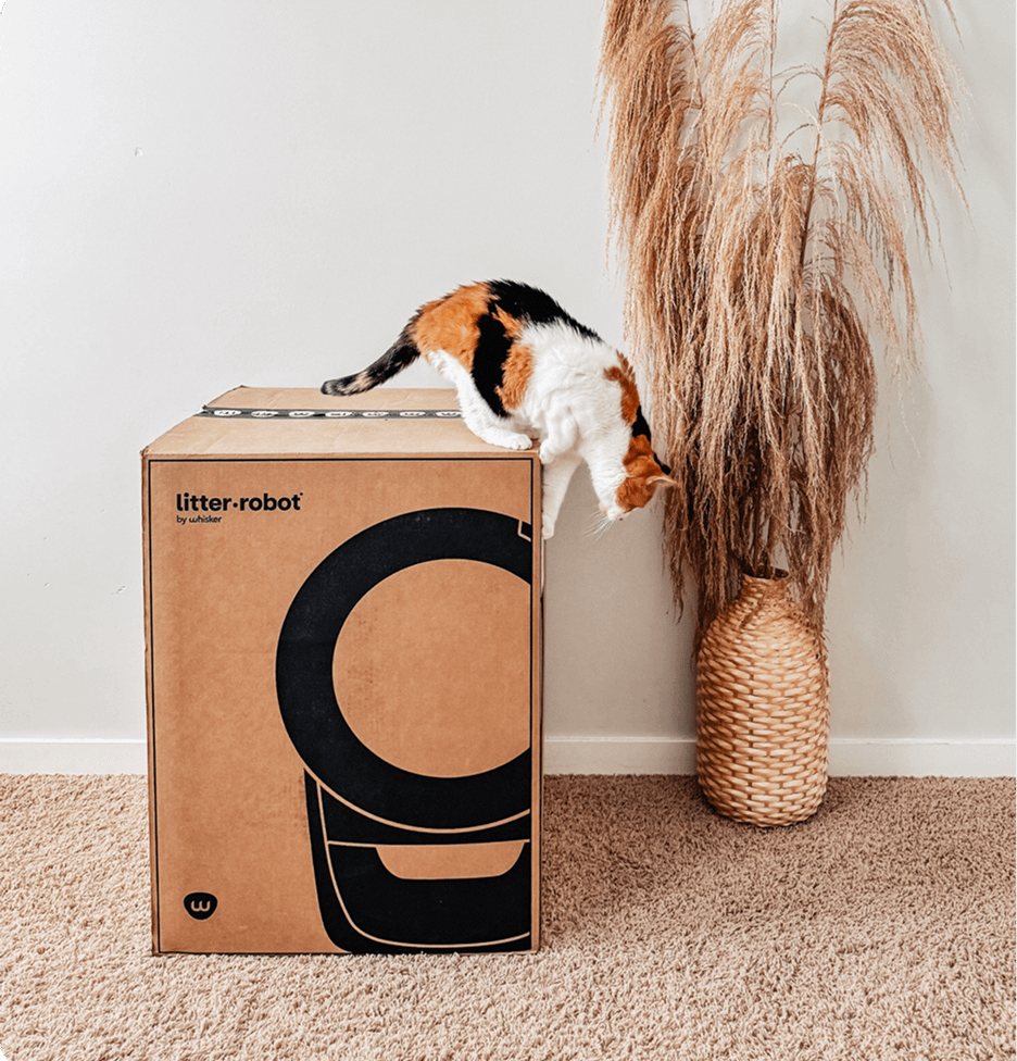 Cat on top of Litter-Robot delivery package
